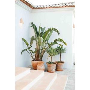 Plantar palmeras en macetas de terracota